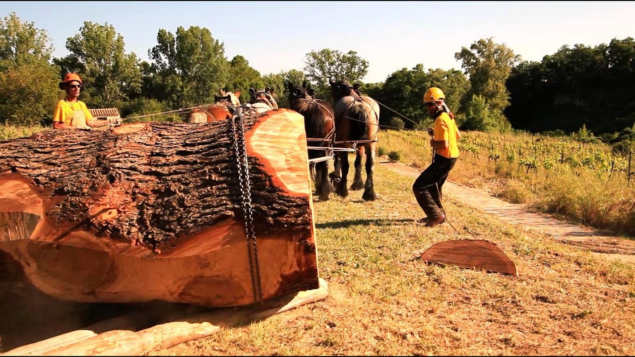 Cheval débardage environnement