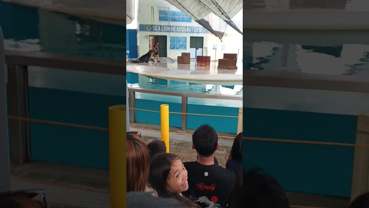 The sea lions are still cute