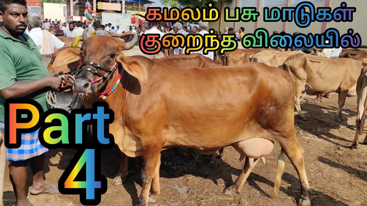 29/04/2025 Part 4 கமலம் பசுமாடுகள் குறைந்த விலையில் வேலூர் பொய்கை  மாட்டு சந்தை /poigai mattusanthai