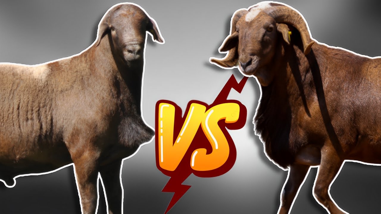 Meatmaster VS Damara | Which One to Choose?