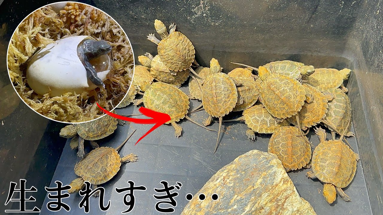 【完全我流】今年誕生してきたニホンイシガメの赤ちゃん達の飼育方法を紹介します！