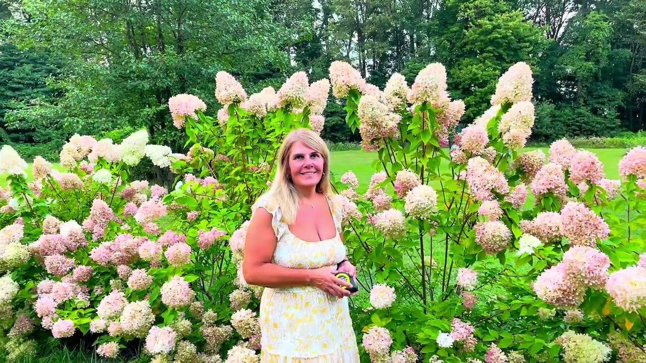 10 of My Favorite Hydrangeas Growing in My Garden You Must See