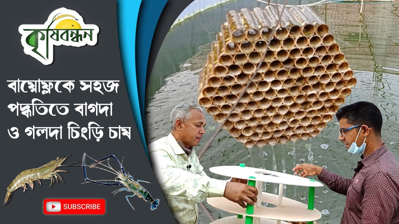 বায়োফ্লক পদ্ধতিতে গলদা ও বাগদা চিংড়ি চাষ || BD BIOFLOC SHRIMP CULTIVITION || KRISHI BANDHAN ||