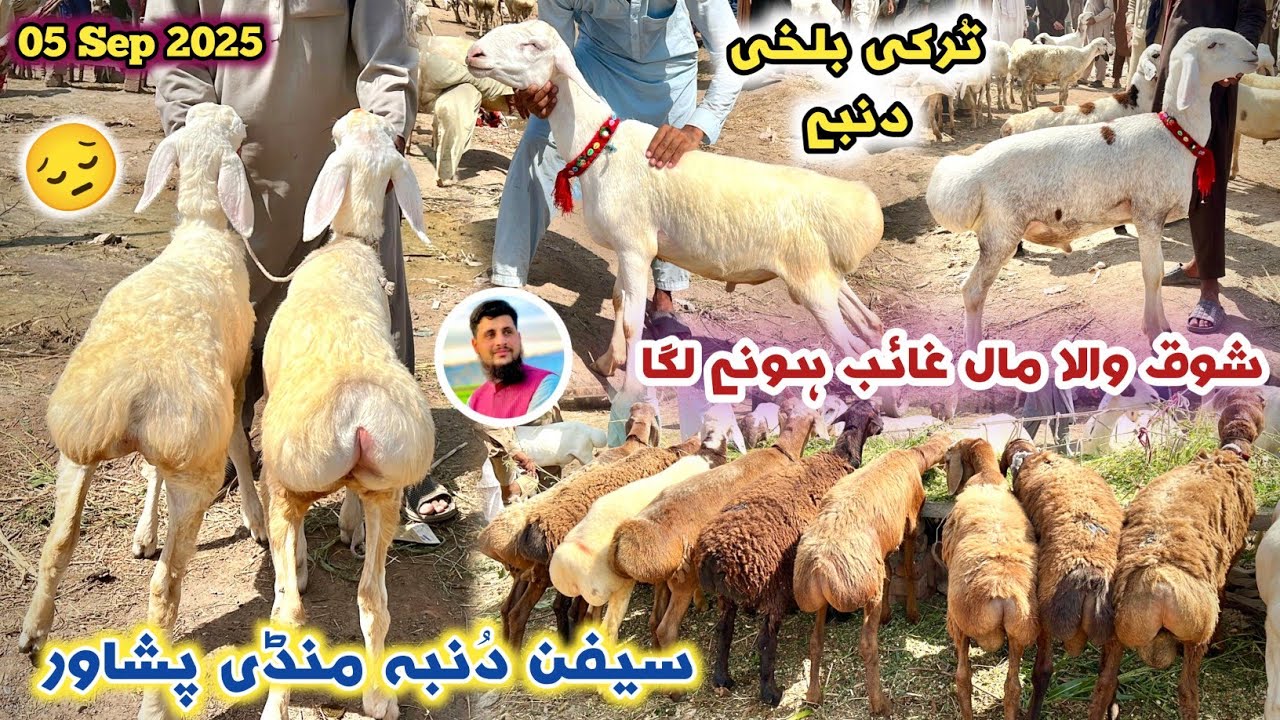 Dumba Mandi Saifan Peshawar 06/09/2025 New Update | Turkey Balkhi Sheep Price | Izhar Ali Shah
