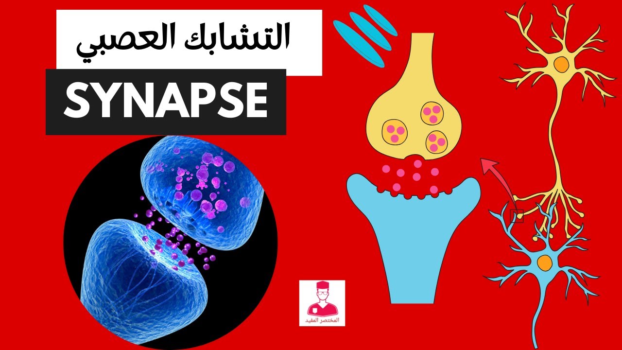 التشابك العصبي || Synapse