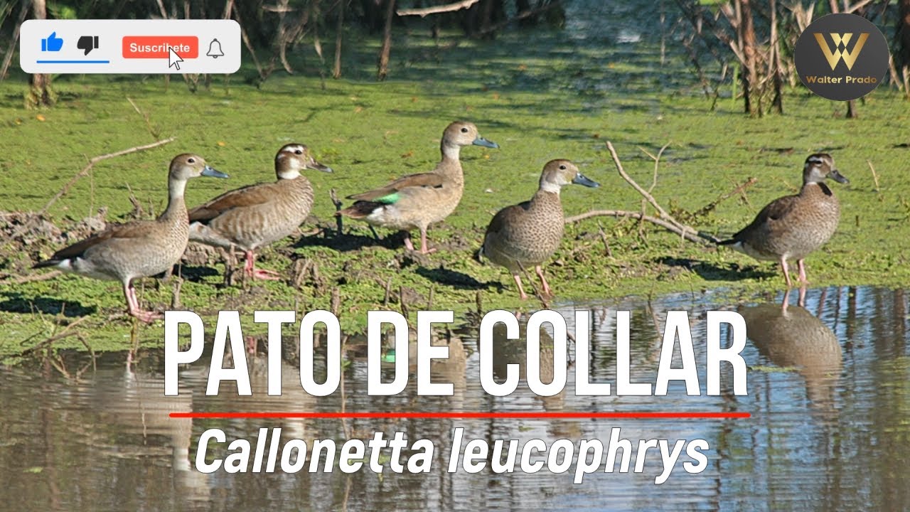 PATO DE COLLAR Ringer teal (Callonetta leucophrys) en Fortín La Soledad, Formosa, Argentina.