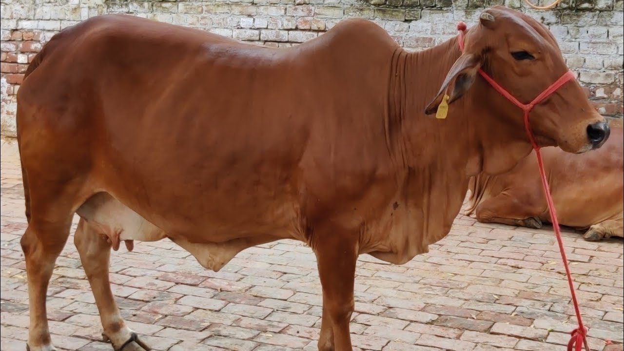 India's No.1 Sahiwal Cow Supplier GUPTA DAIRY FARM KARNAL HARYANA