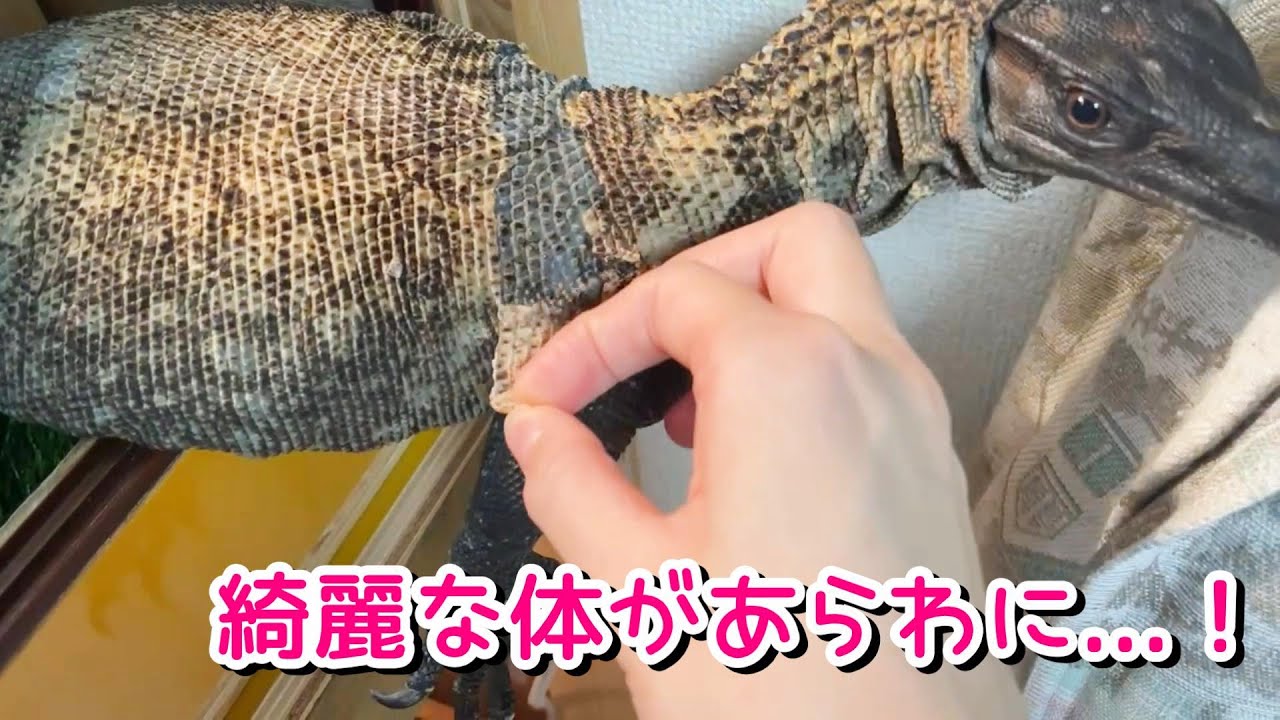フランの脱皮が始まりました！【オオトカゲ】Monitor lizard