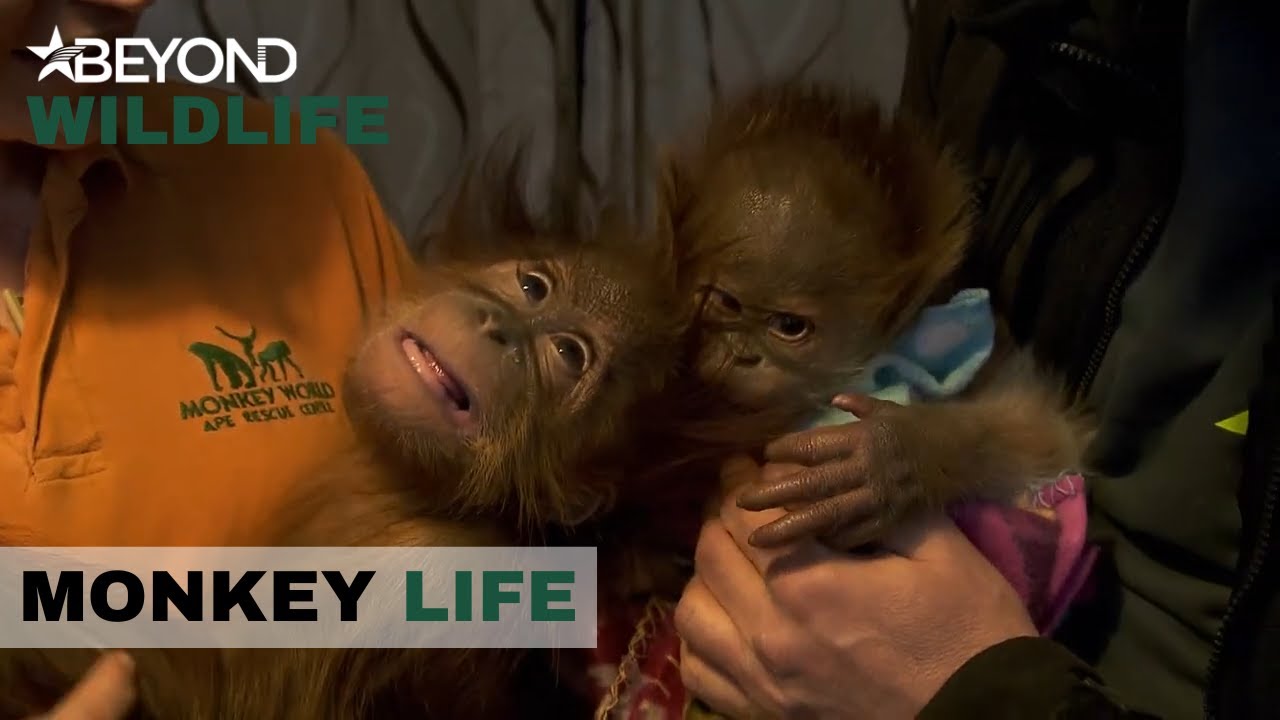 S8E19 | Baby Orang-Utan Rieke Hits It Off With New Playmate Bulu | Monkey Life | Beyond Wildlife