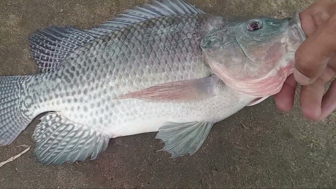 Pegando tilapia e carpa colorida massa caseira 