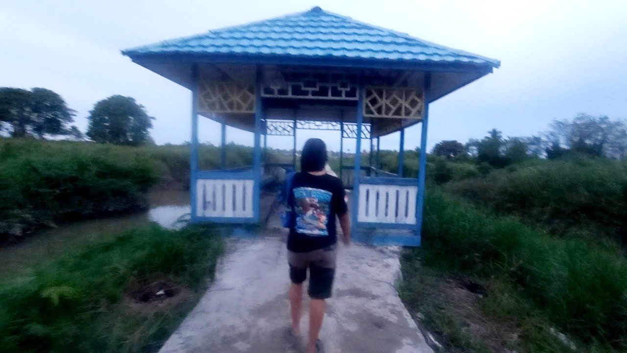 AKTIFITAS HARI INI PANEN SAWI LANGSUNG DI ANTAR KE TENGKULAK