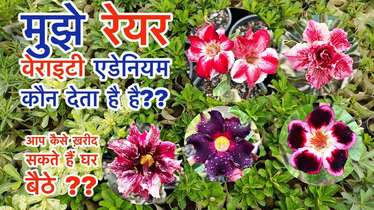 मैं रेयर वेराएटी एडेनियम कहा से ख़रीदता हूँ ।।Secret Reveal 😳