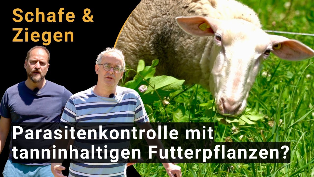 Parasitenkontrolle bei Schafen und Ziegen mit Tanninen: Einblick in Forschung und Praxis