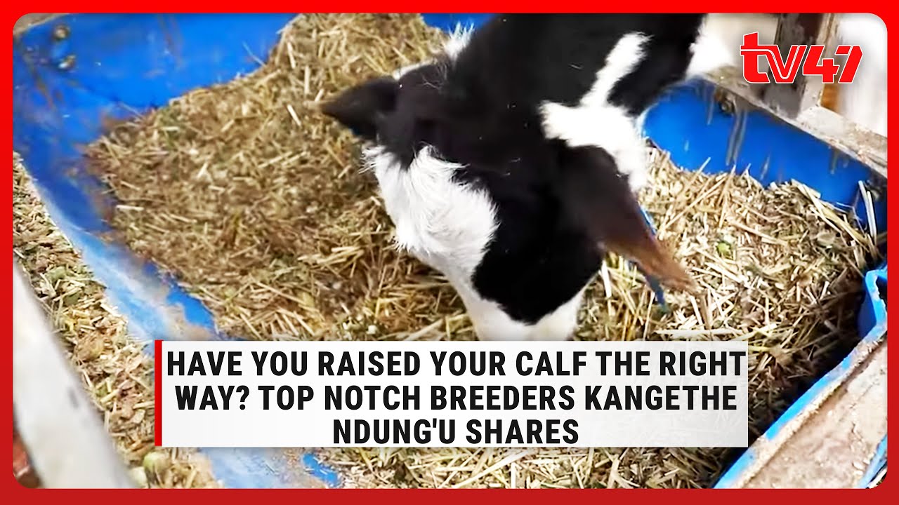 Have you raised your calf the right way? Top Notch Breeders Kangethe Ndung'u shares #KilimoDairies