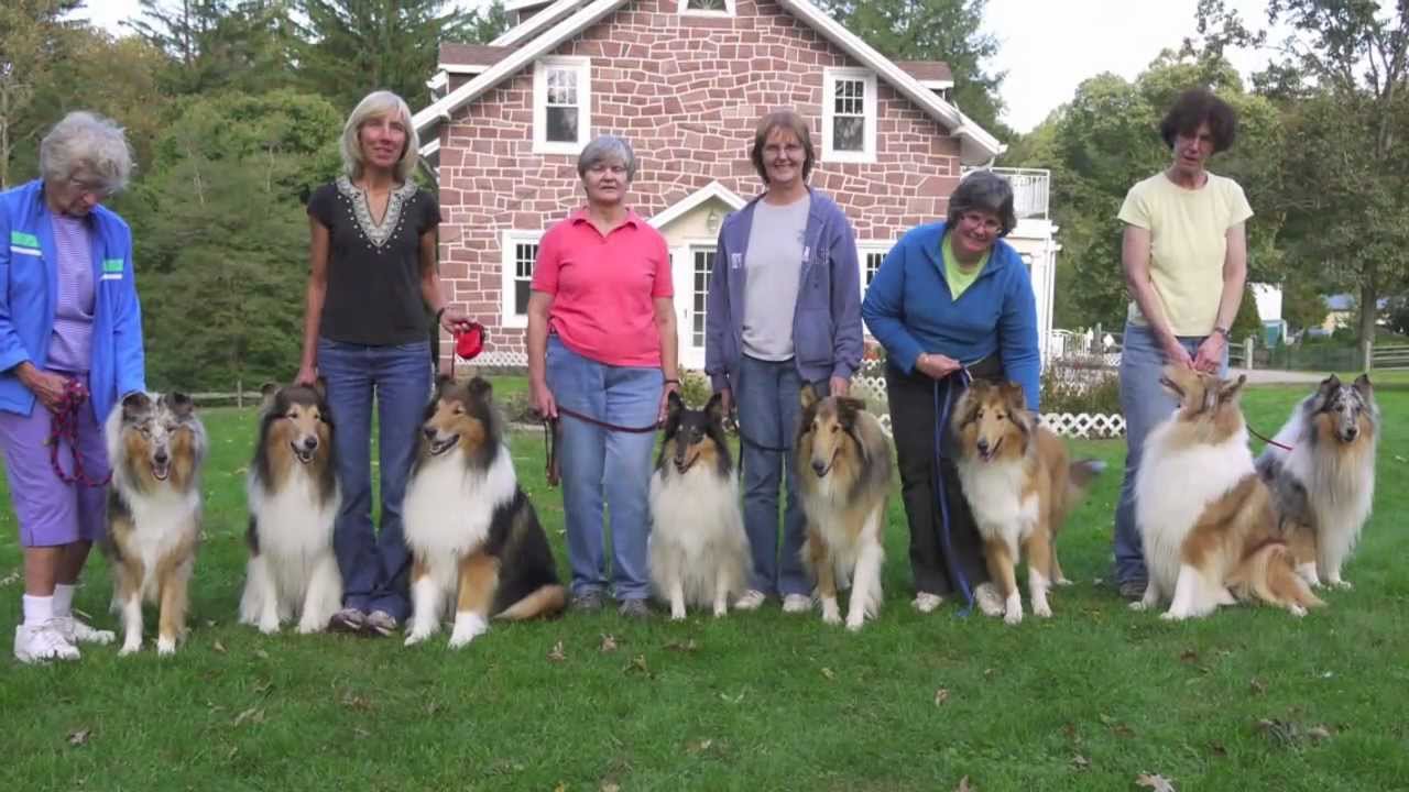 Collie Herding