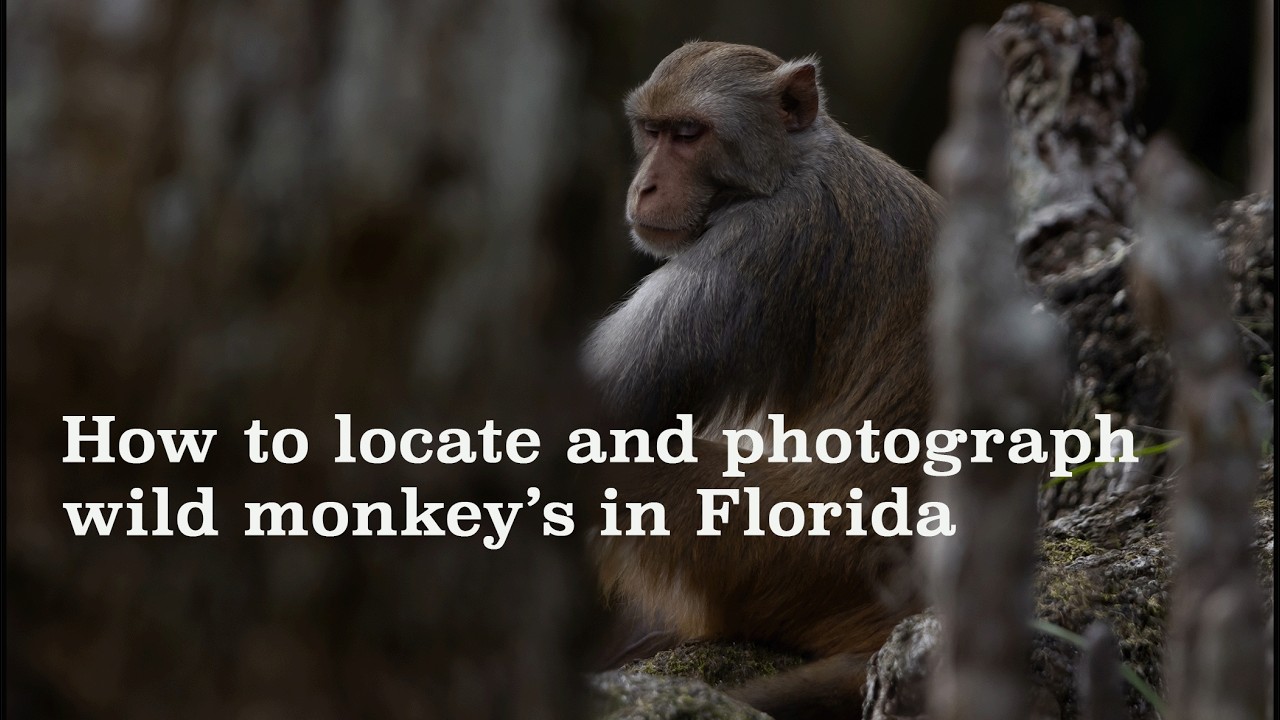 How to photograph wild monkeys In Ocala Florida