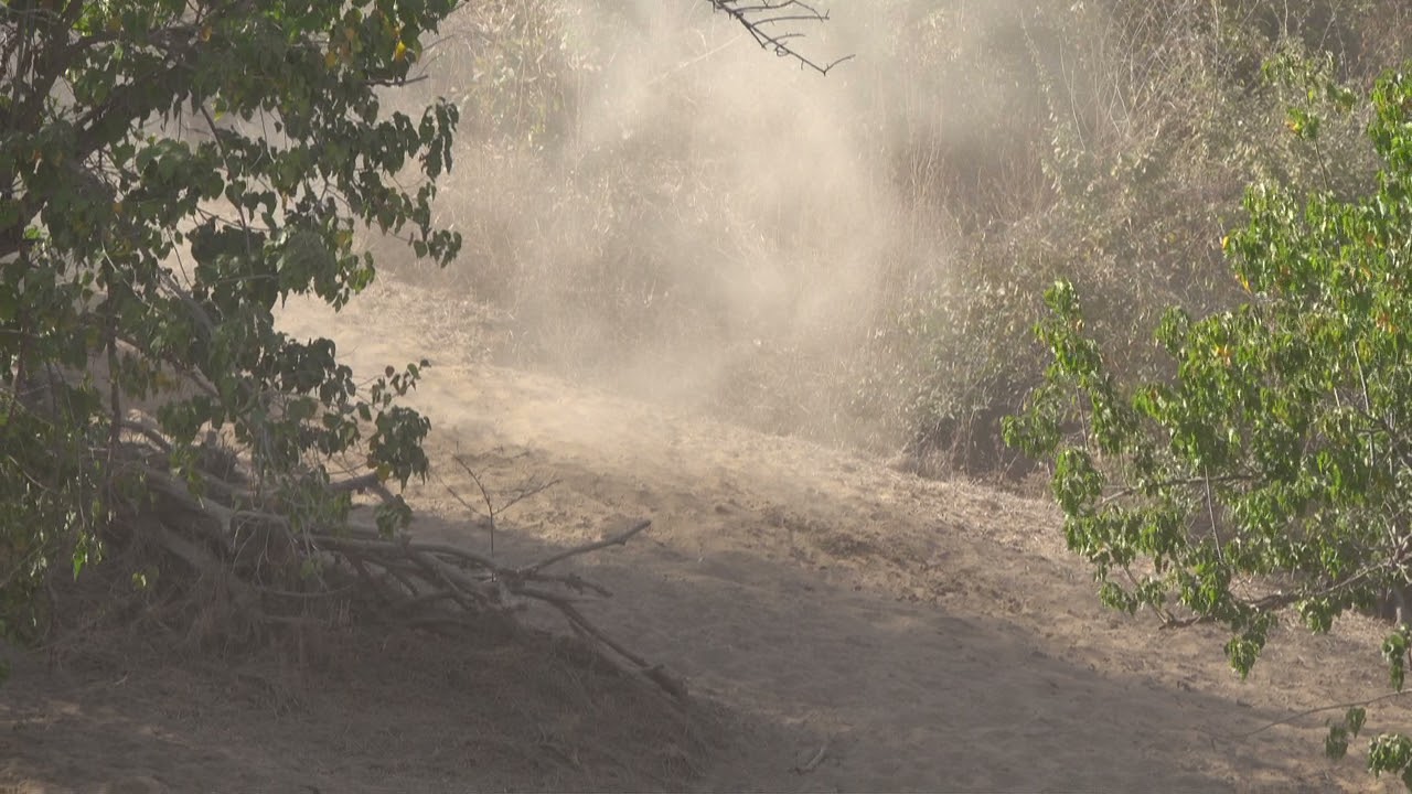 At the wild Chitake Springs , Mana Pools NP Zimbabwe