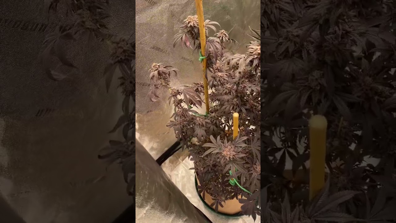 Purple Bud From 20 Year Old Bag Seed! Sour Apple Early Flower // NY Growers
