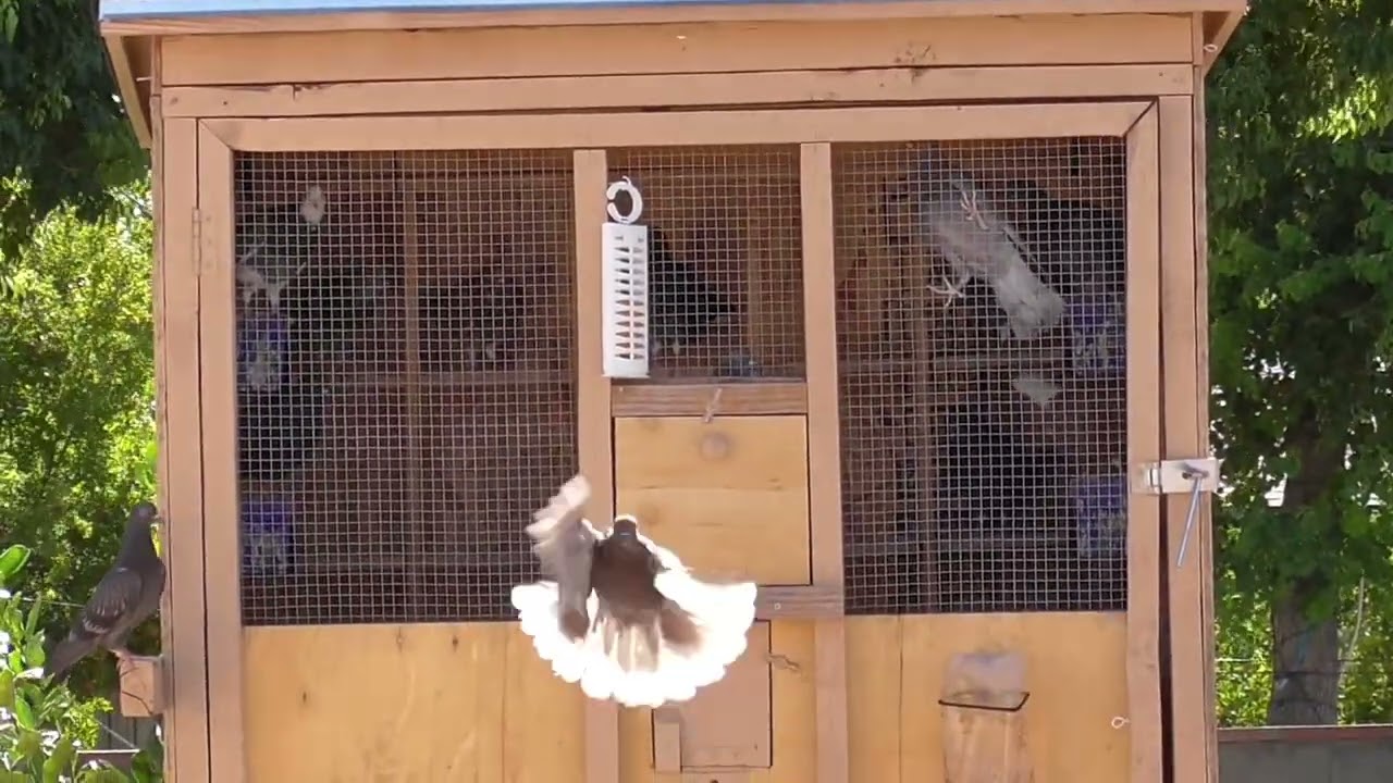 Roller pigeon vlog