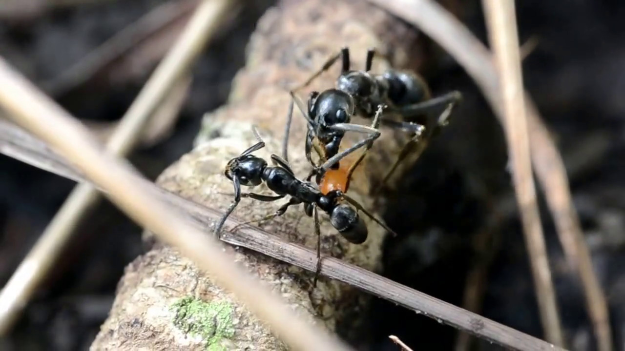 Megaponera analis - termite predators of the african savannah