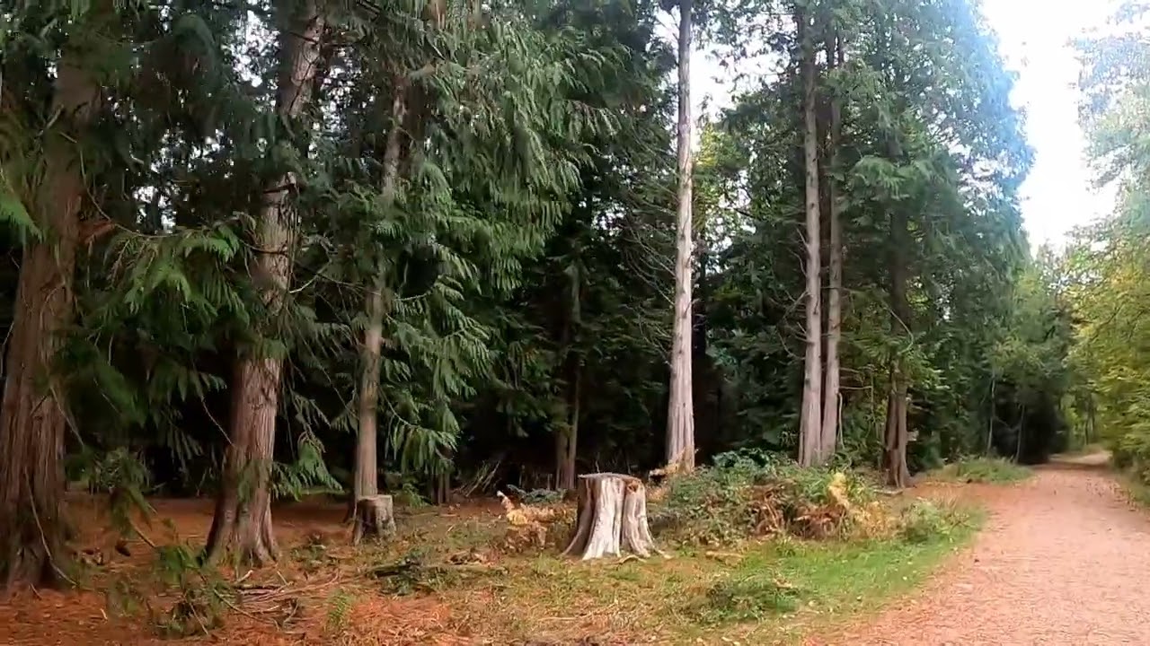 Autumn walk