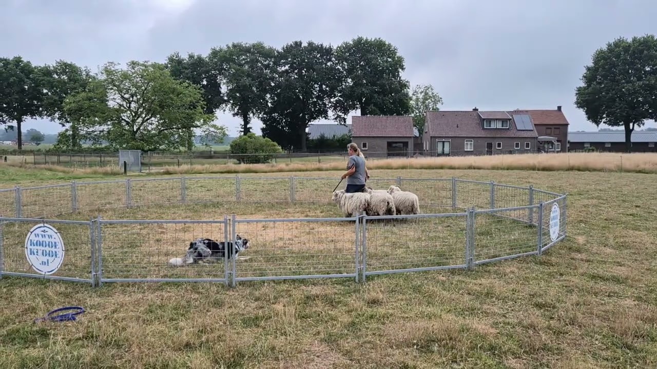2025-07-13 Buckley zijn 1e keer bij de schapen