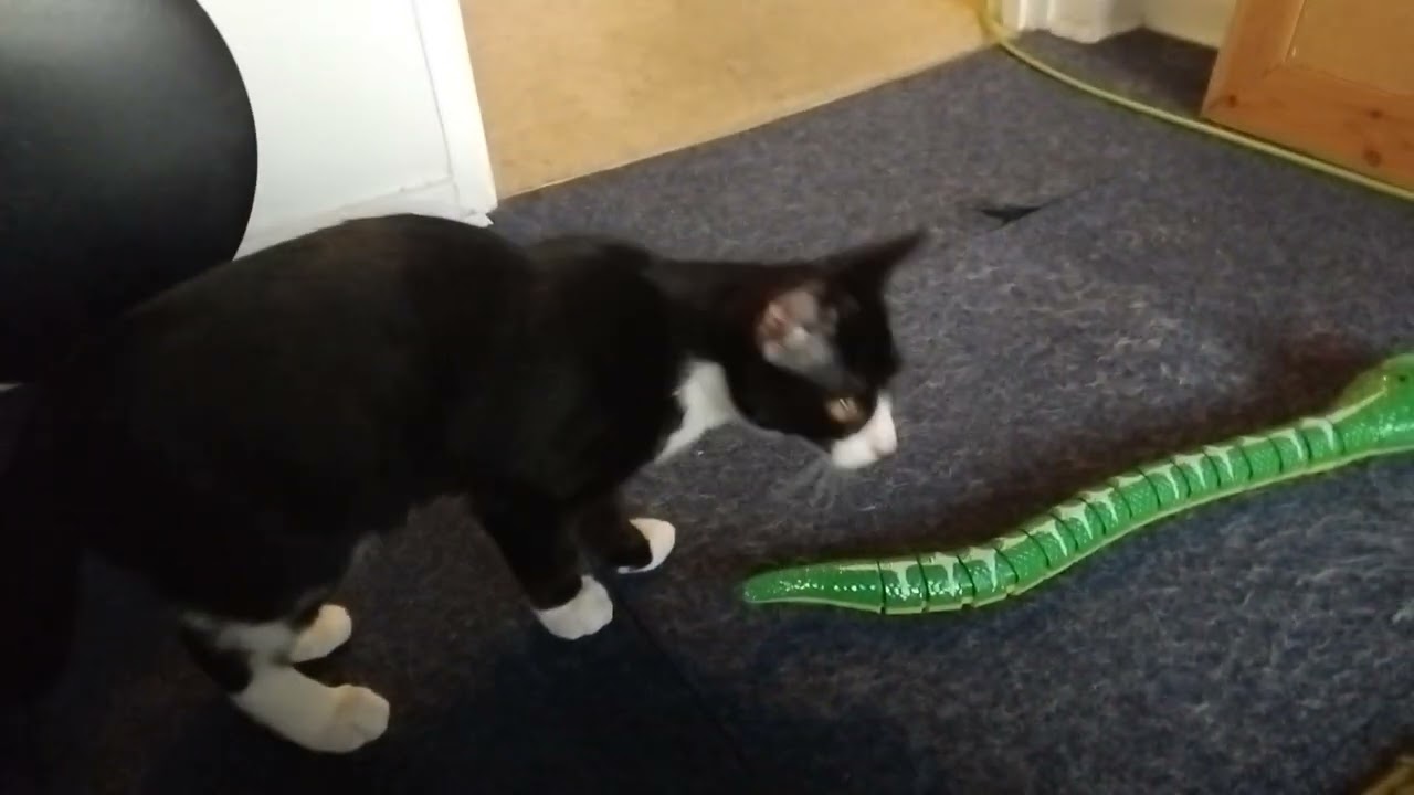 Kitten And Remote Control Snake