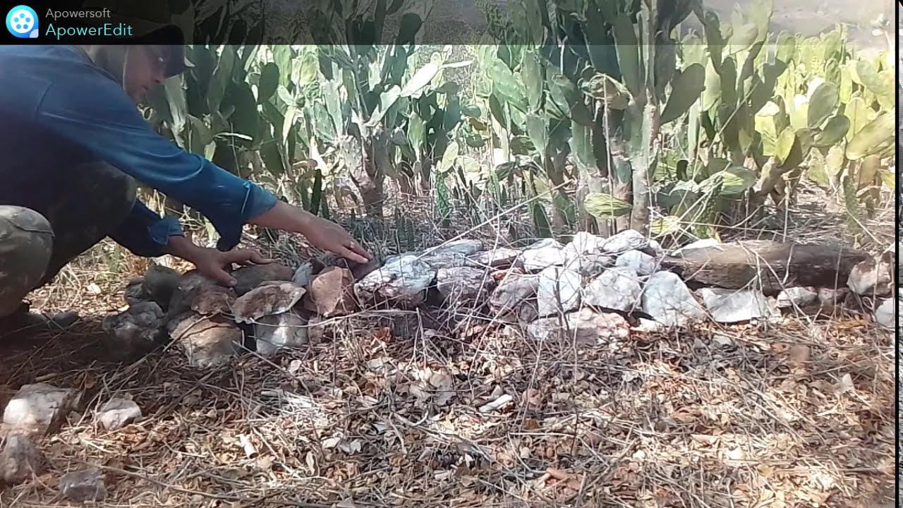 Agrofloresta na caatinga / Pedras para combater a desertificação