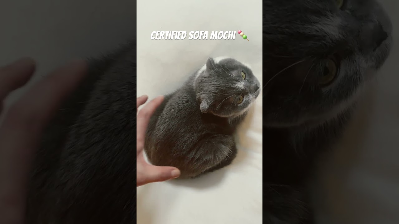#mochicat