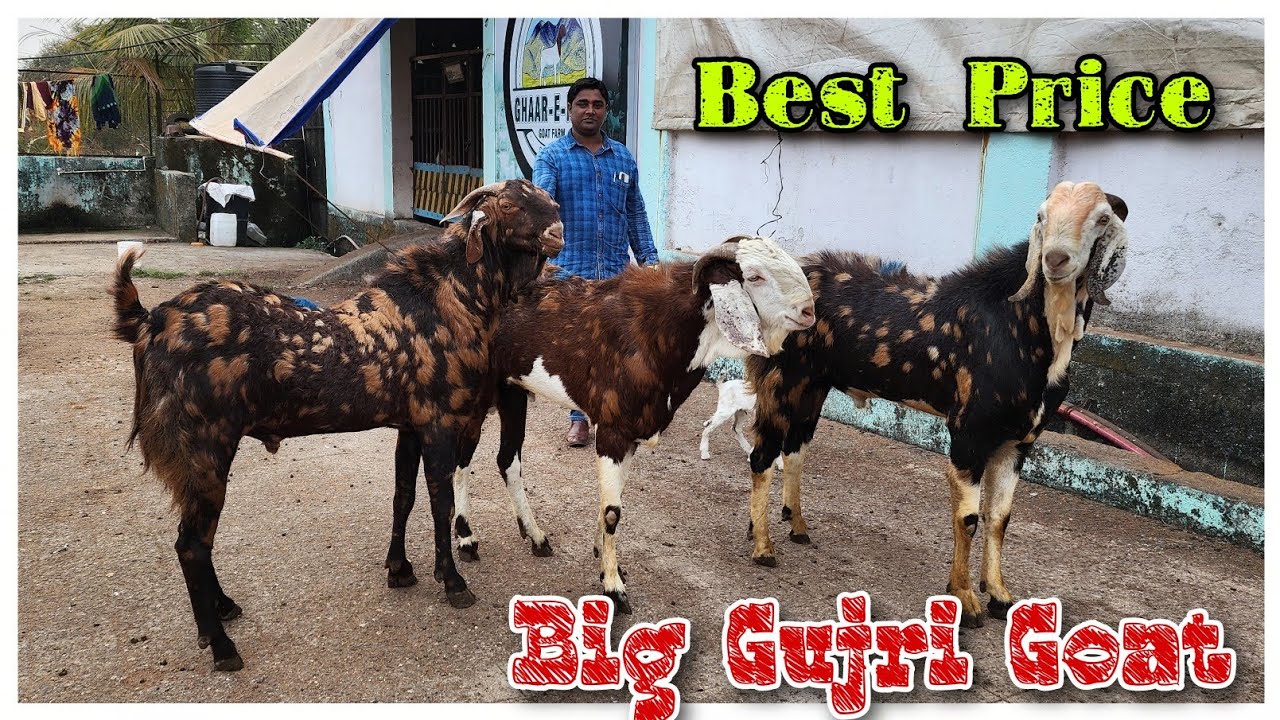 Big Gujri Goats At GHAAR-E-HIRA GOAT FARM | Bade Gujri Bakre In Padhga |@Rizwankranti