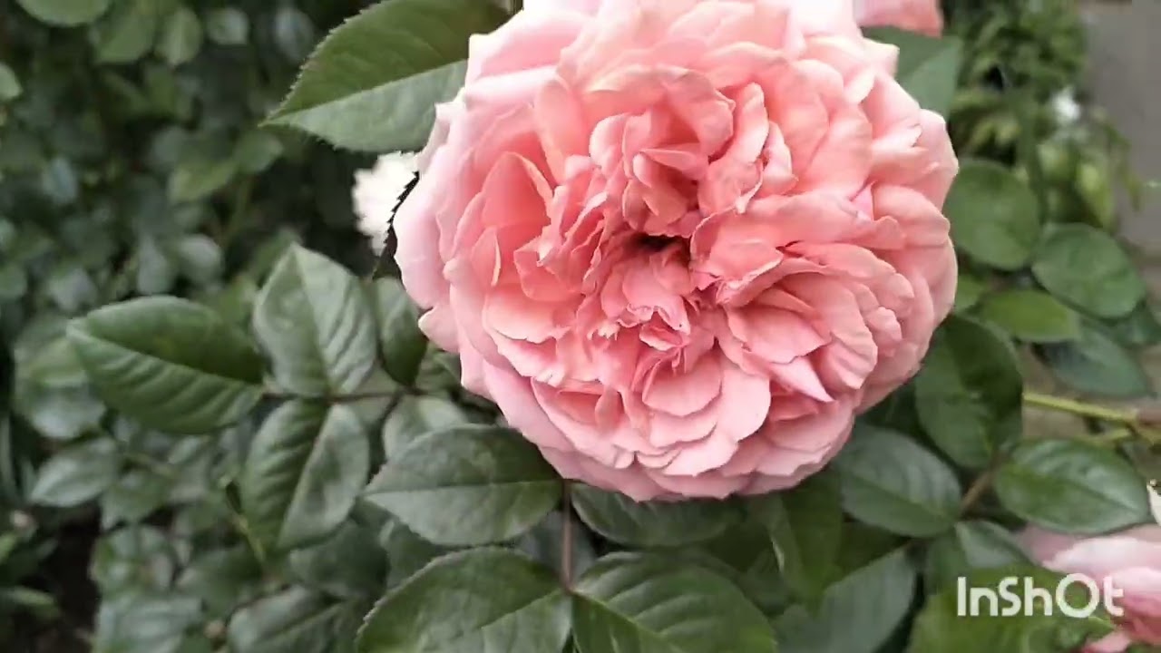 🥀Чіппендейл, Емільєн Гійо, Нотр дам дю Розер - мої руденькі стійкі троянди 