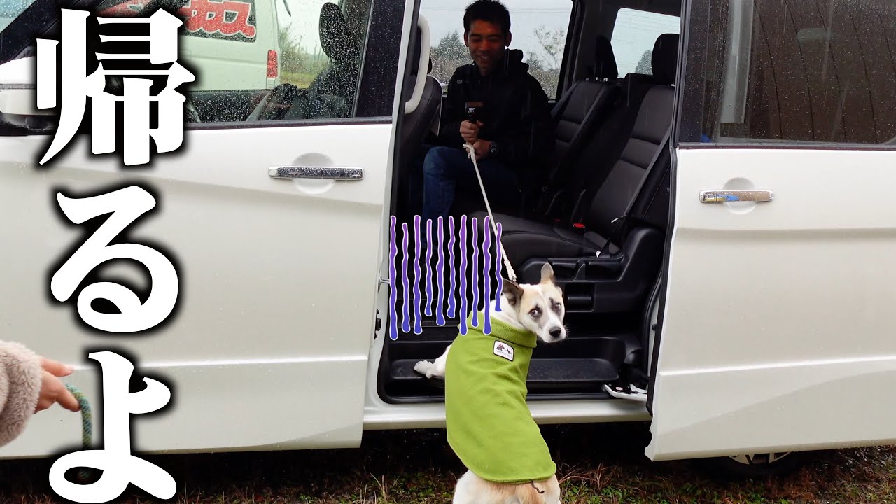 保護した犬が何度会っても全然なつかないので強制的に連れて帰ります