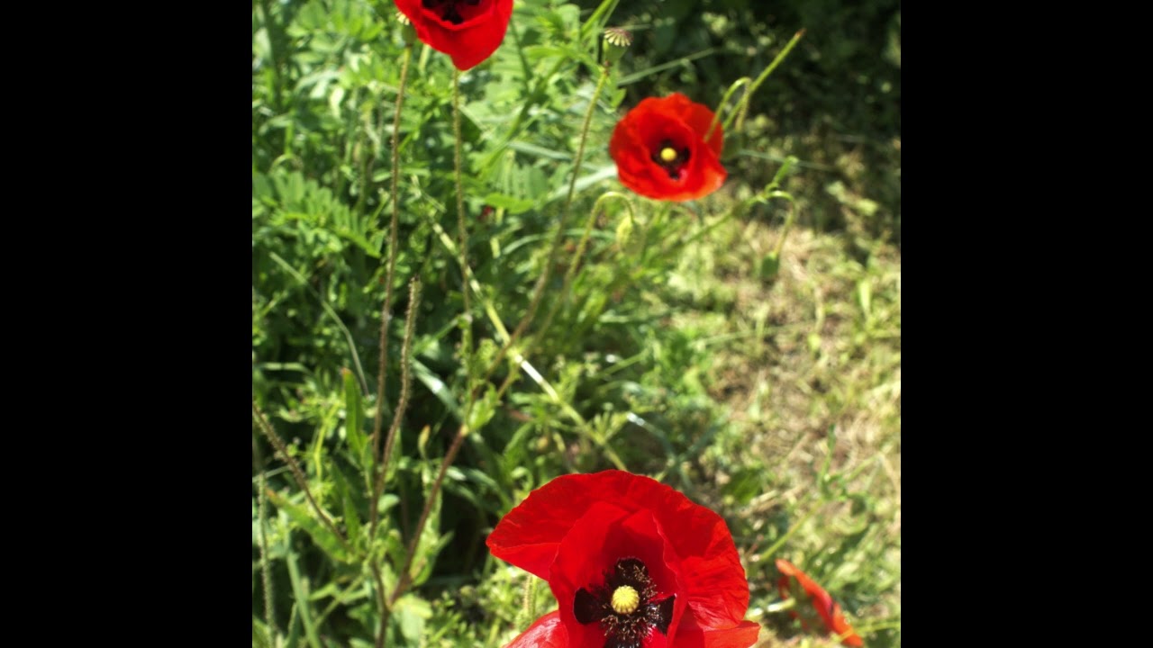 risolee - Hope For Better Days ‐ Vinyl Set Works EP. 30 - 2025