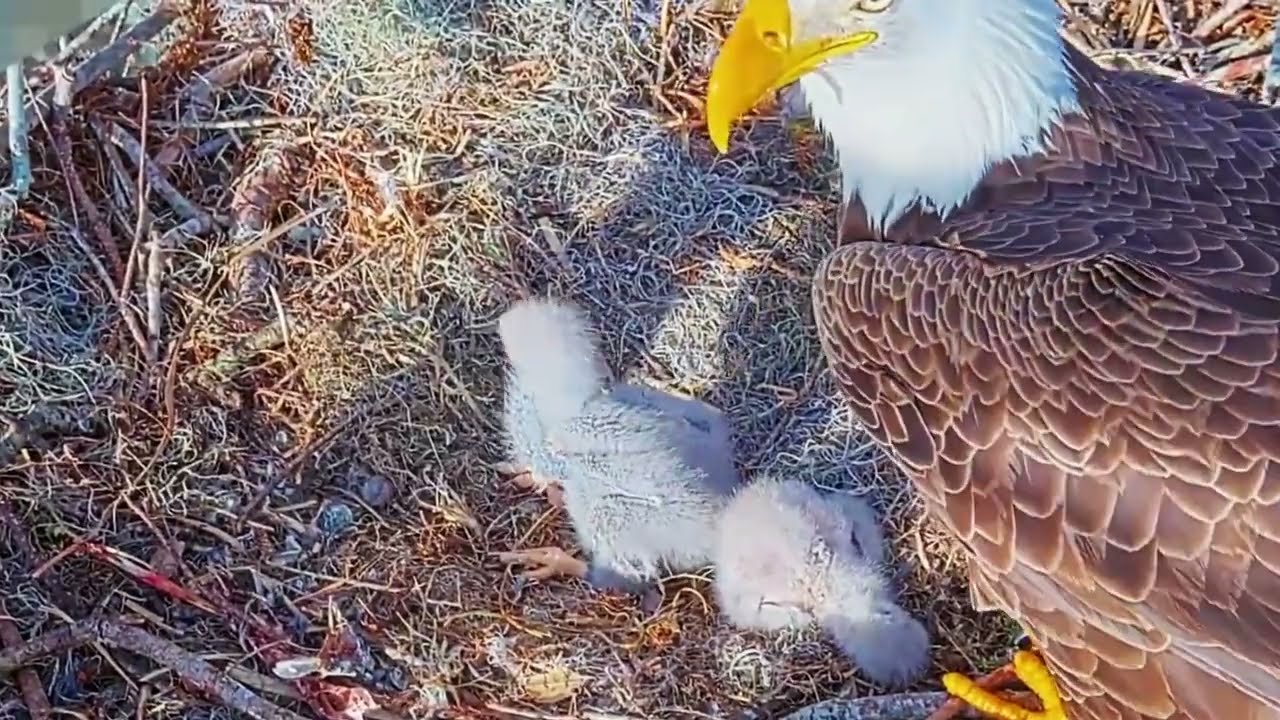 #baldeagle S03#P52 Review birds in nest with nature #birdslovers #birdsounds #birdsnest