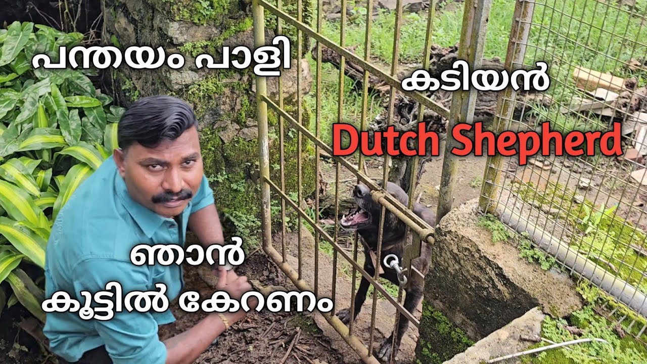 കേറിയാൽ കടി ഉറപ്പ്... Dog challenge.. Leash talks 