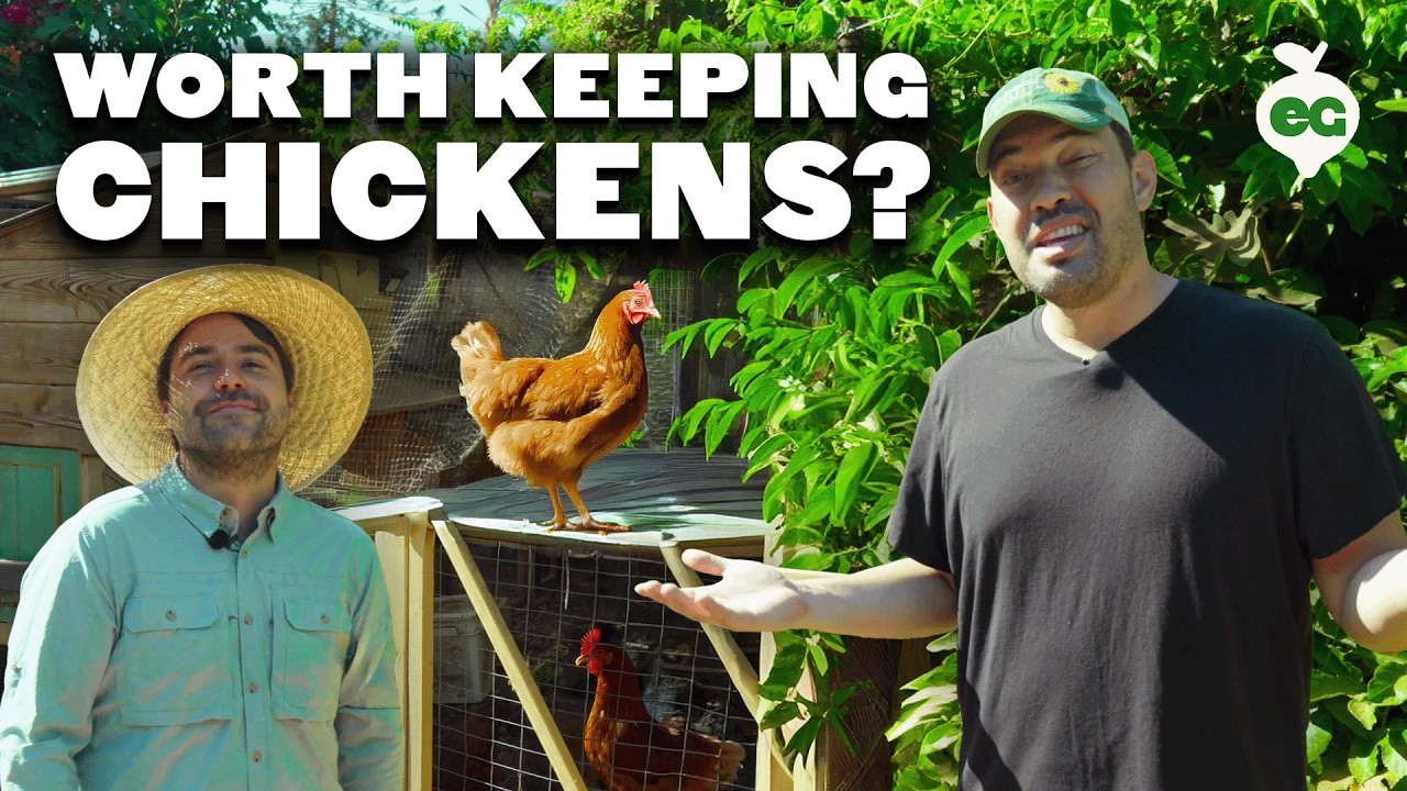 Is Keeping Chickens Even Worth It?