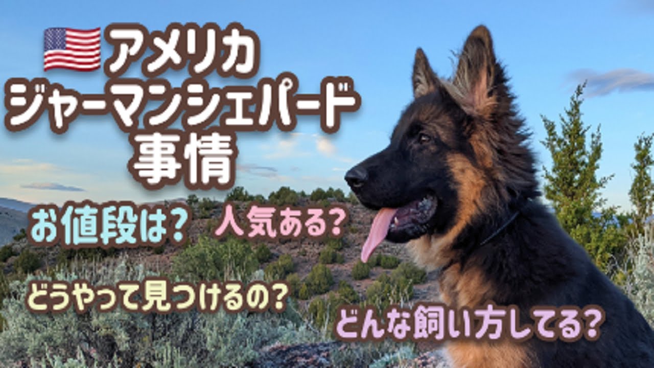 【ジャーマンシェパード】アメリカ ジャーマンシェパード事情！[German Shepherd] Having a German Shepherd in the US !
