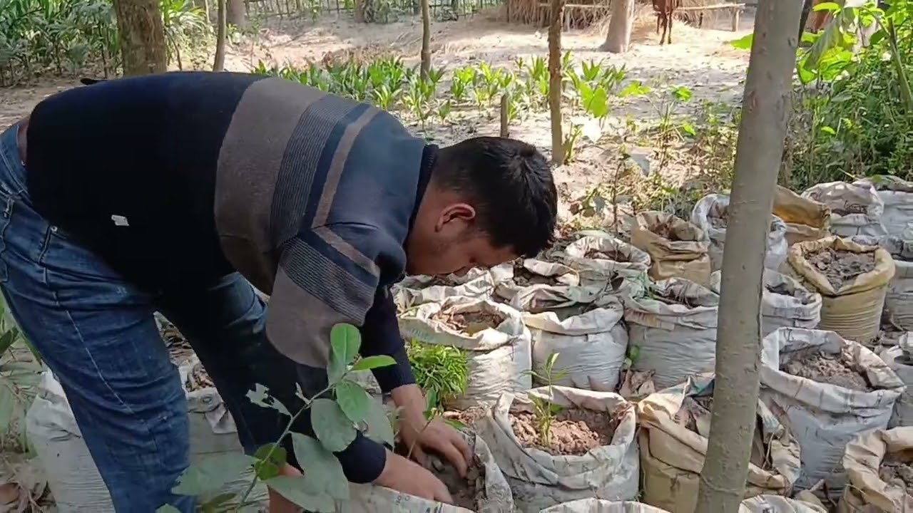 নতুন কিছু বেগুন ও মরিচ এর চারা লাগাইলাম,,🌱🌱