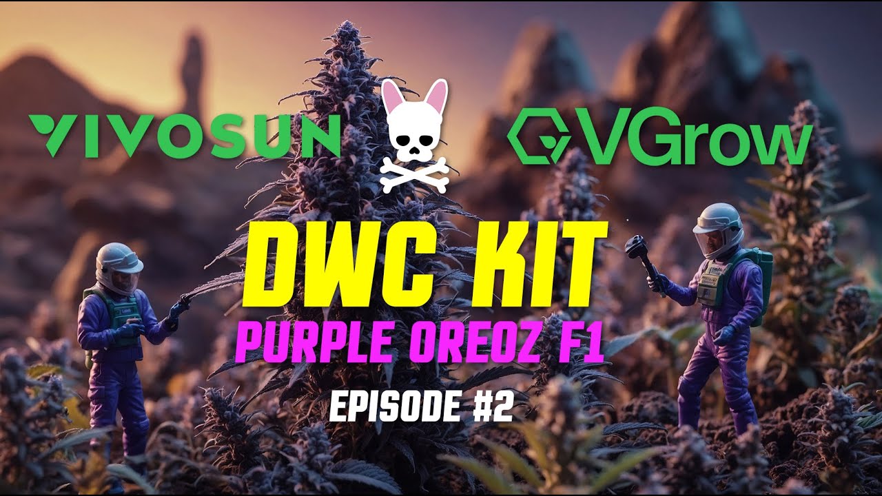 Purple Oreoz - VGrow - Vivosun - DWC - Deep Water Culture - Hydroponics Grow Kit - Available now!