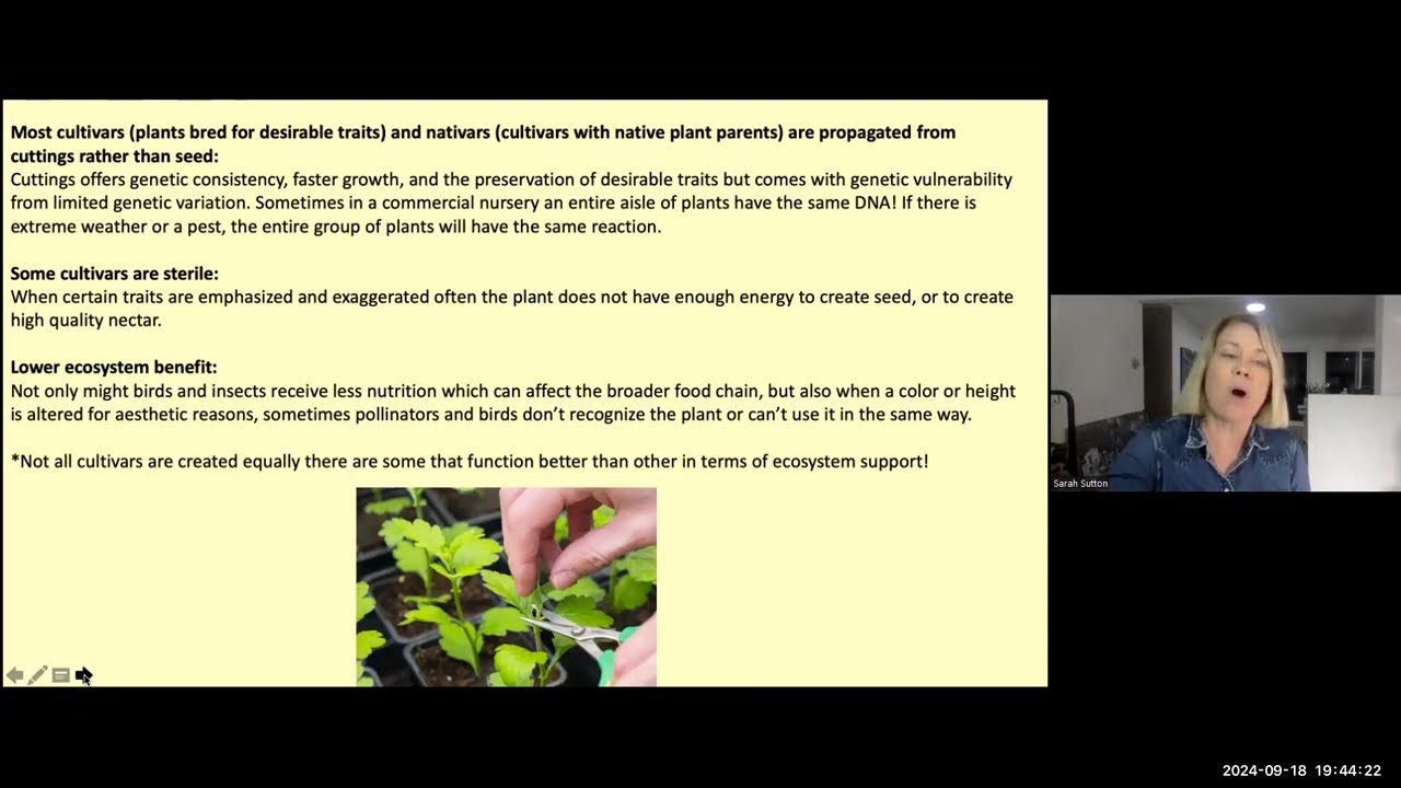 Hand harvesting Native Wildflower Seed