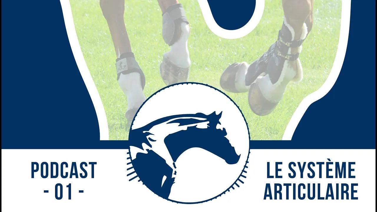 🎙 Podcast by Reverdy #1 | Articulations du cheval