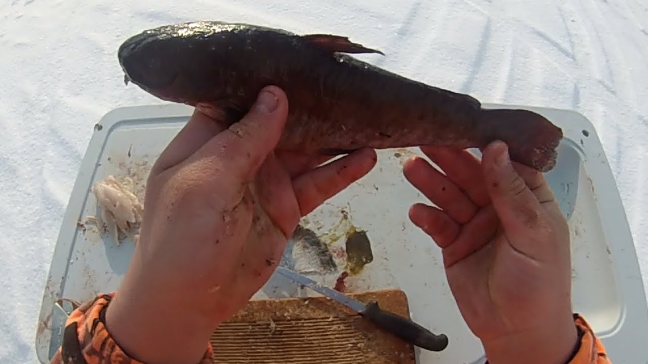 How To #12: Gut, Skin, and Behead (Clean) a Bullhead Very Fast