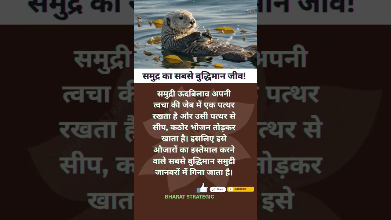 Sea Otter की अनोखी दुनिया!#shortsfeed #news #ocean #nature #animals #seaotter #wildlife #amazing