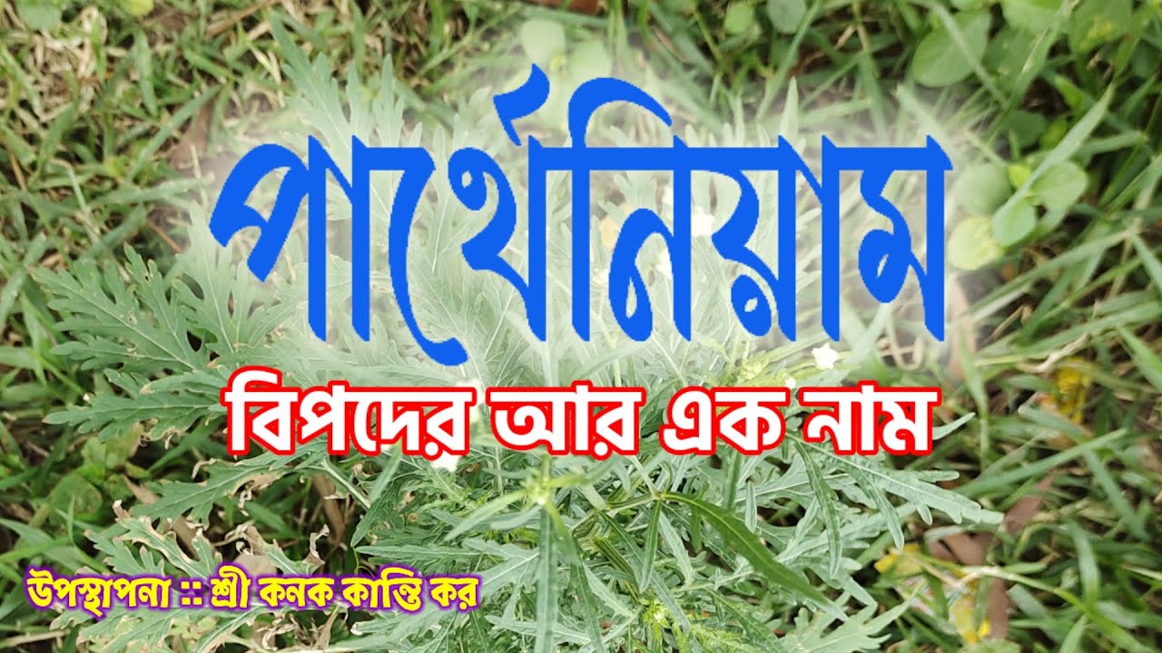 🌱Parthenium 🌱  