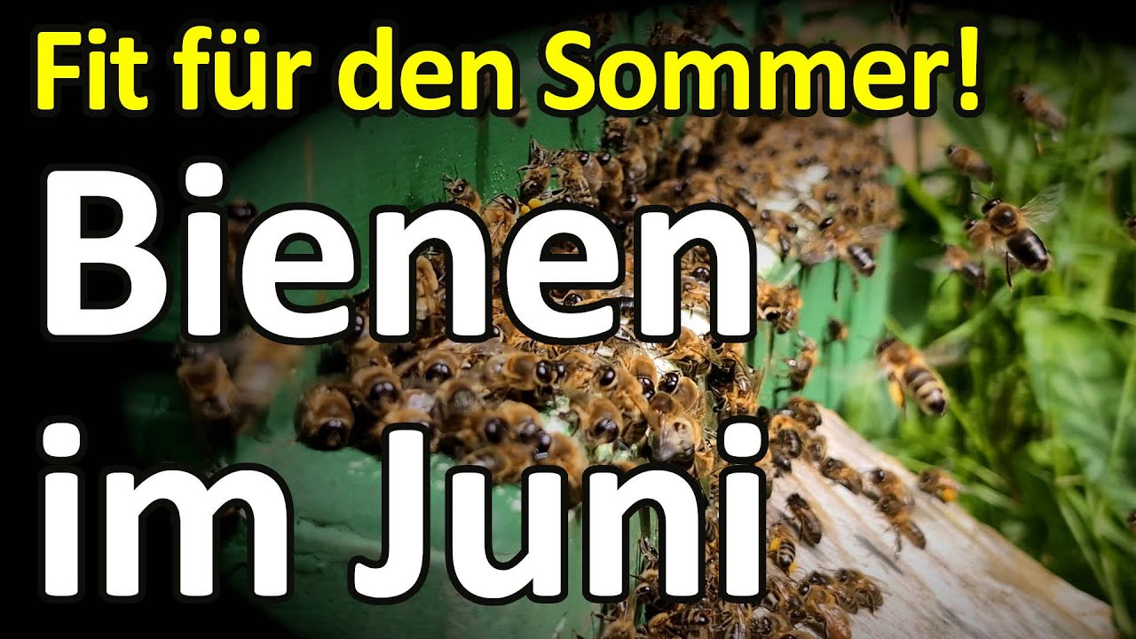 Bienen fit für den Sommer - so klappt das! Dunkle Biene und Ligustica in Styropor-Magazinen
