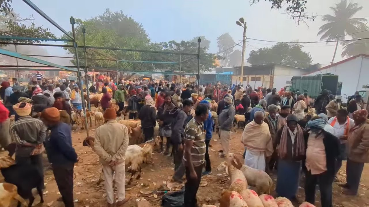Chikka Tirupathi bazaar Sheep and Goat Market Bangalore every Saturday 13th December 
