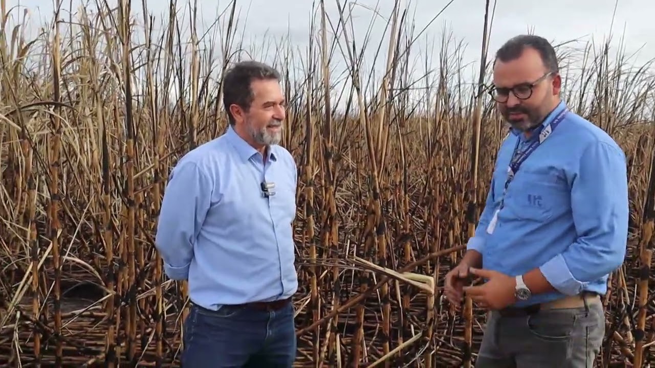 Usina Santa Clotilde faz queima controlada do canavial para faciltiar colheita mecanizada