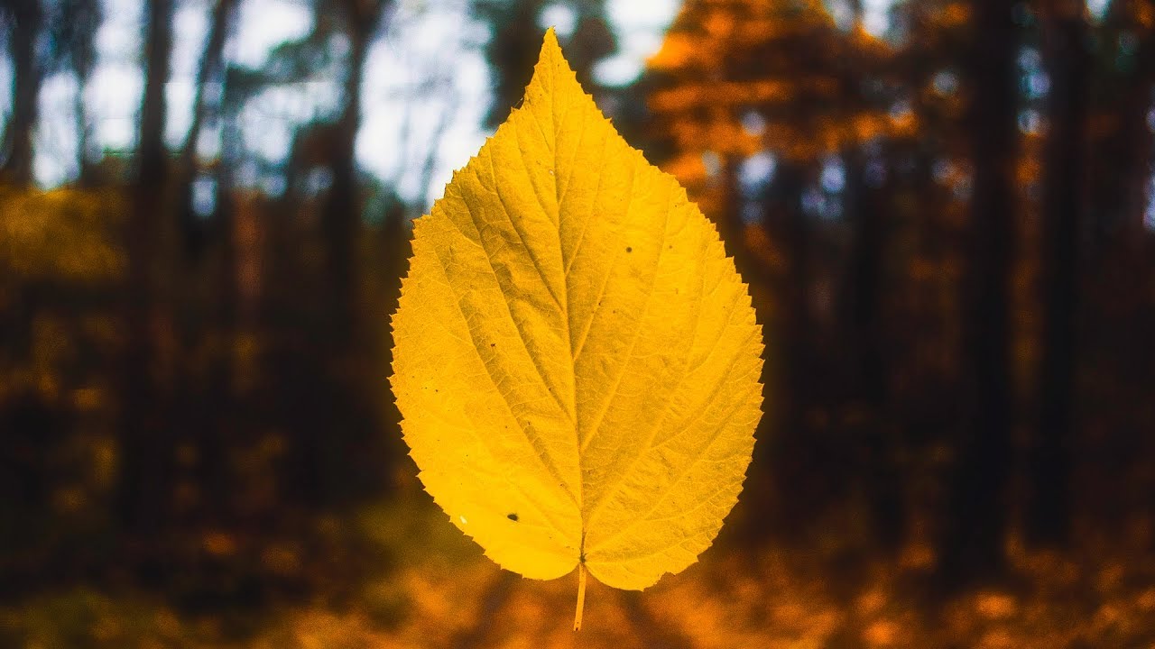 PROFF - For The Last Time (Breaks Mix) [Silk Music]