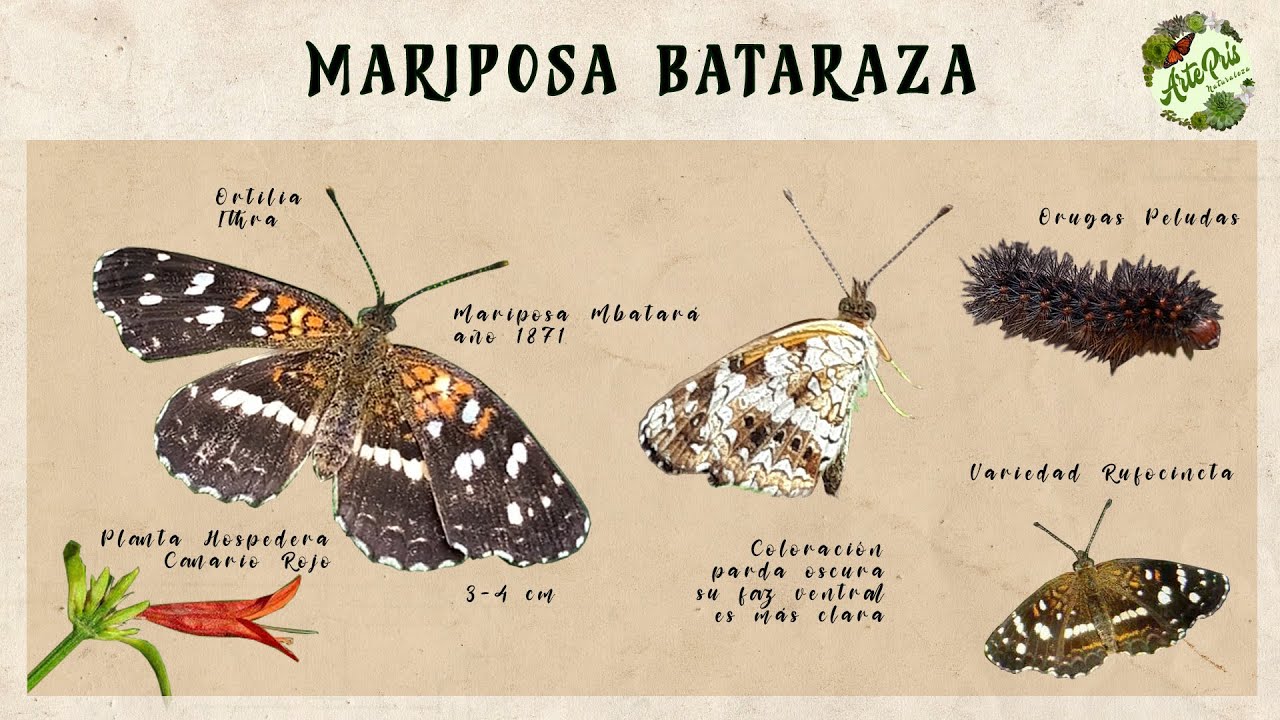 Mariposa Bataraza (ORTILIA ITHRA) | Investigando a las Mariposas