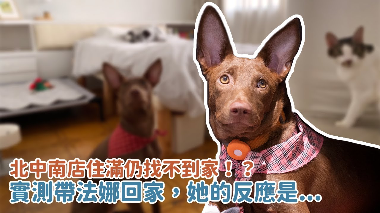 北中南店住滿仍找不到家！？實測帶法娜回家，她的反應是...｜等一個家